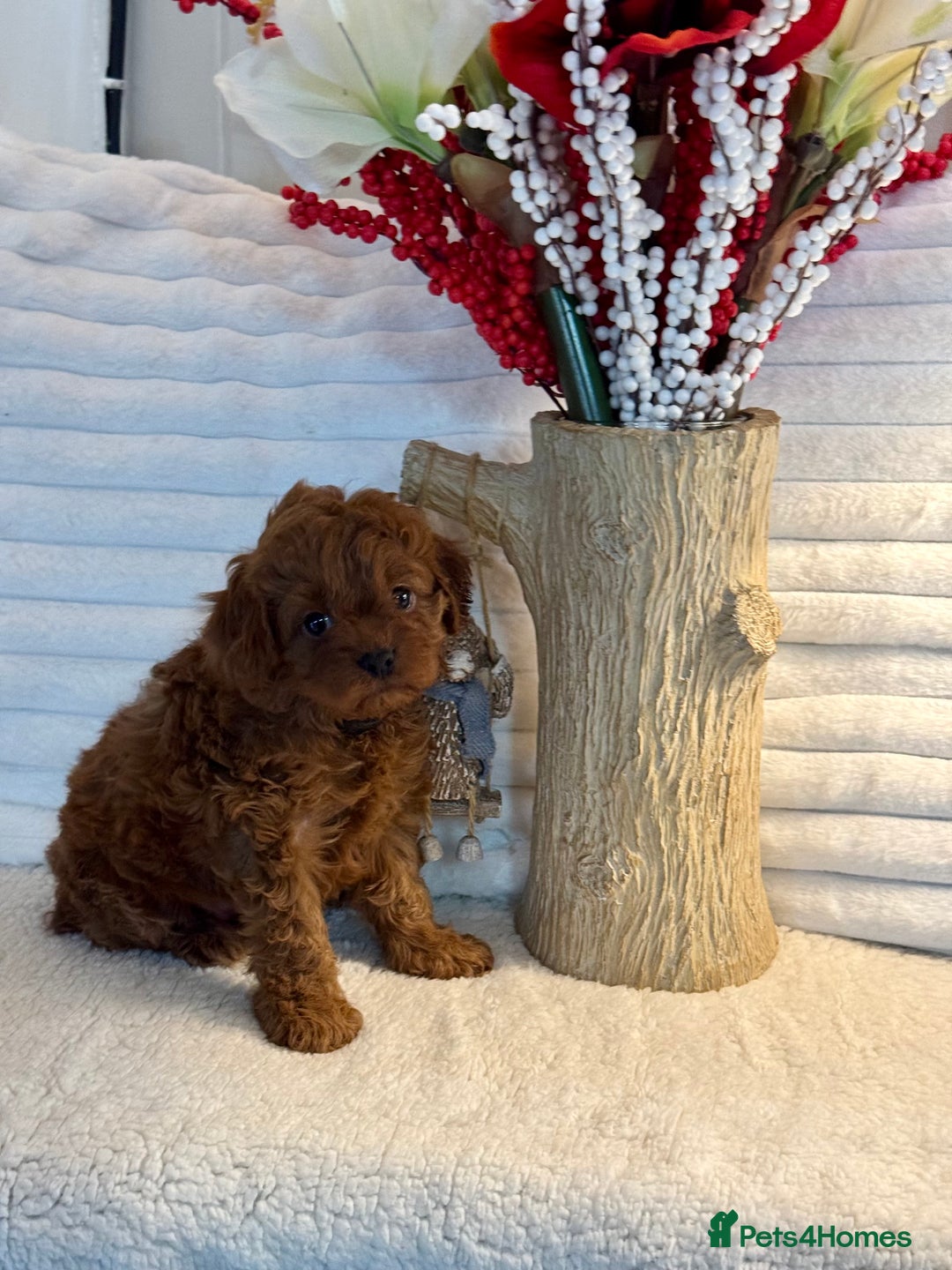 Cavapoo dogs for sale: 7 gorgeous Cavapoo puppies dna clear - Advert 10