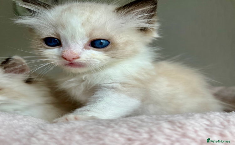 Ragdoll cats - Advert 1