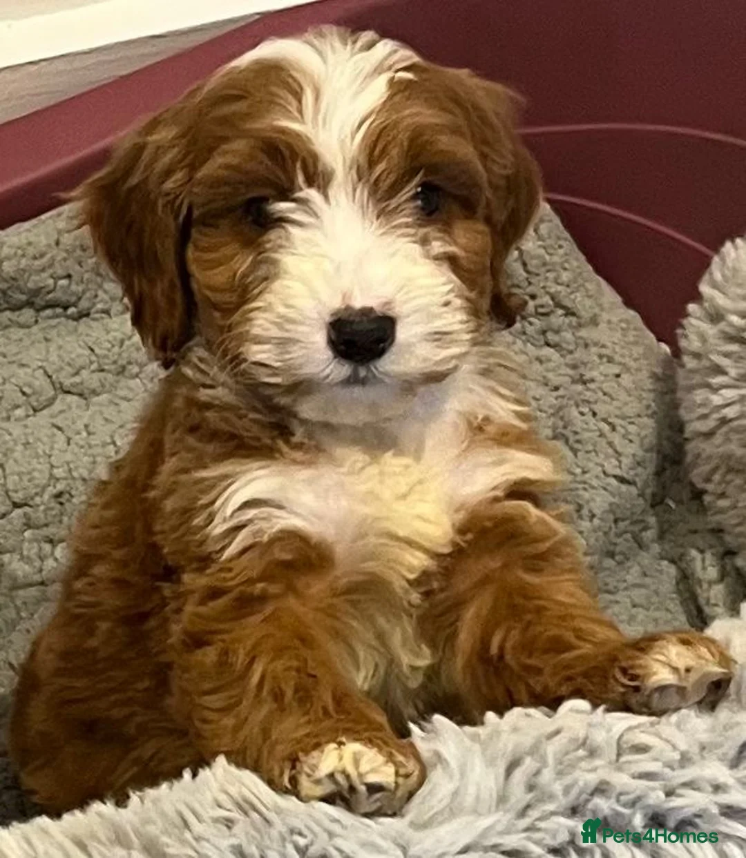 Cockapoo dogs for sale: F1 cockepoo  - Advert 7