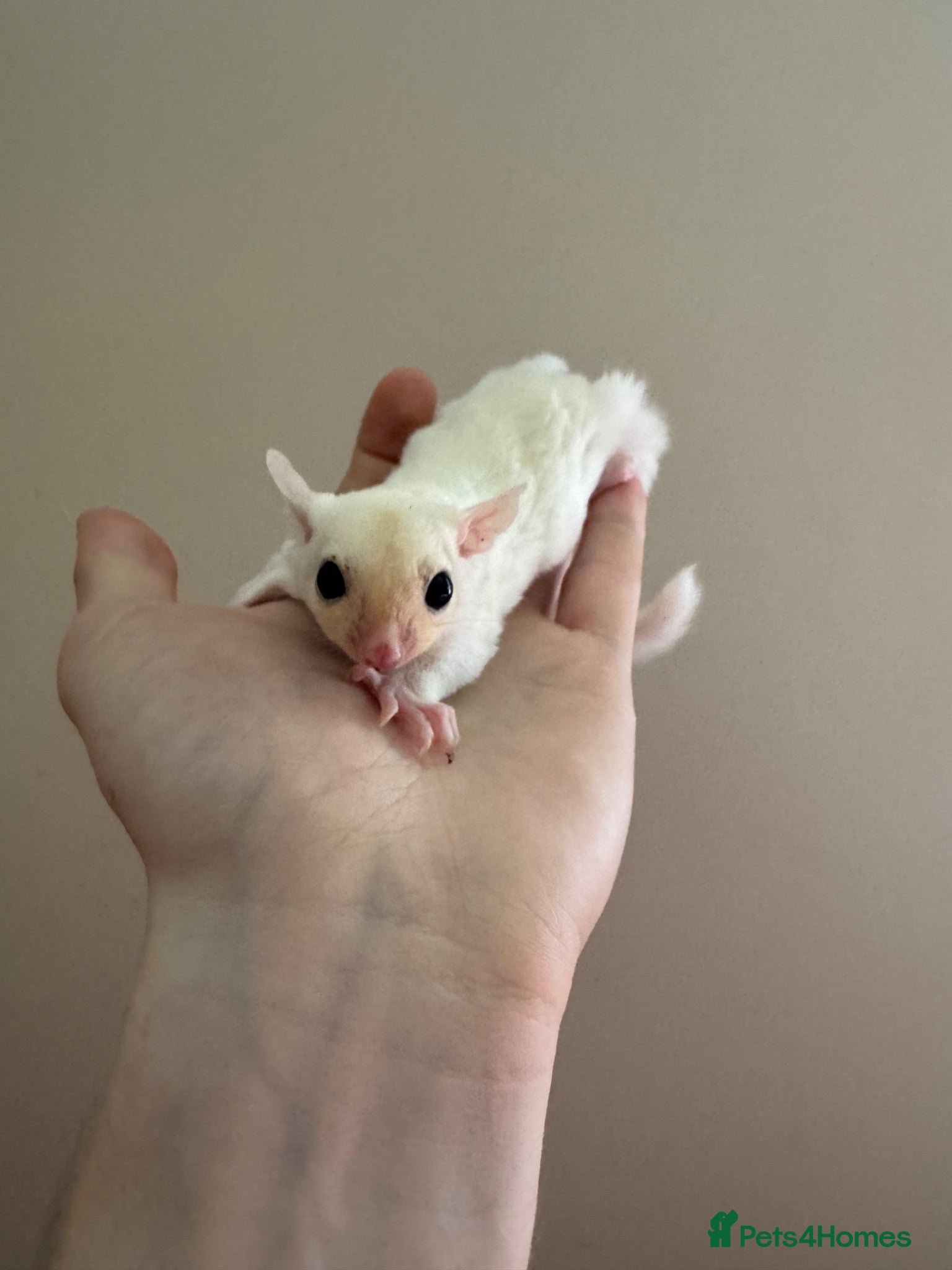 Sugar Glider rodents Rare leu - Advert 3