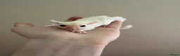 Sugar Glider rodents for sale: Rare leu - Advert 1
