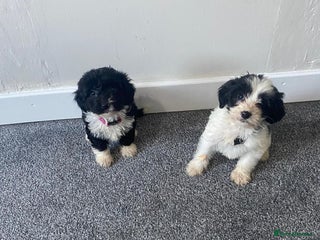 Mixed Breed dogs Sprocker puppies - Advert 1