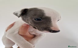 Whippet dogs for sale: Heart and Health checked KC Blue Whippets. - Image 15