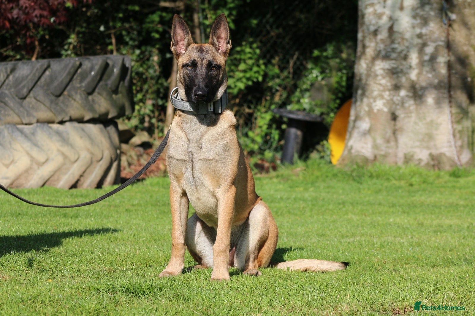 Belgian Shepherd Dog dogs  Sadie 1 Year Old Belgian Malinois, Smart & Loving - Advert 10