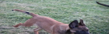 Belgian Shepherd Dog 3