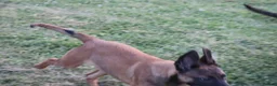 Belgian Shepherd Dog dogs for sale: Pups from world champion CHANCE - Advert 4