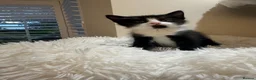 Mixed Breed cats for sale: Beautiful kittens looking for forever homes - Advert 16