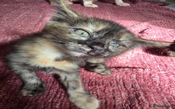 Mixed Breed cats for sale: Beautiful kittens  - Image 9