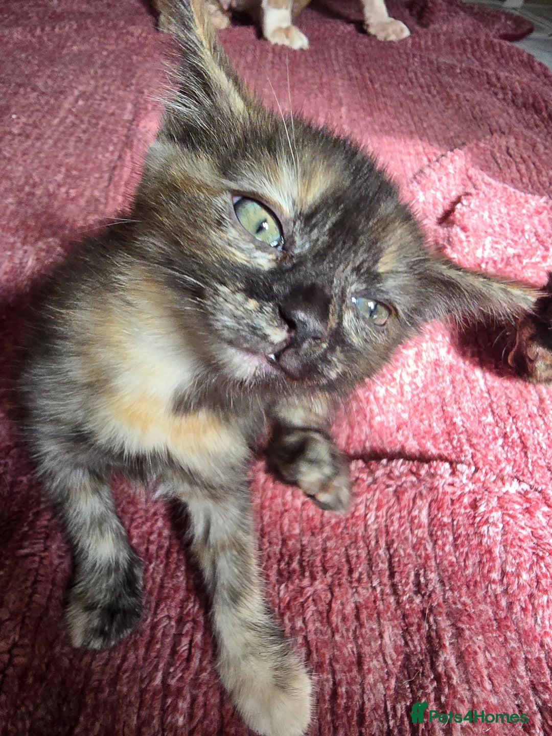 Mixed Breed cats for sale: Beautiful kittens  - Image 9