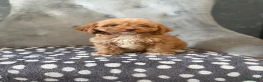Cockapoo 5