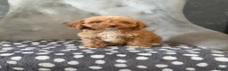 Cockapoo dogs for sale: Cockapoo pups ready now  - Advert 13