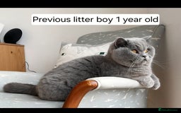British Shorthair cats for sale: Tica Registered Blue British Shorthair kittens - Image 25