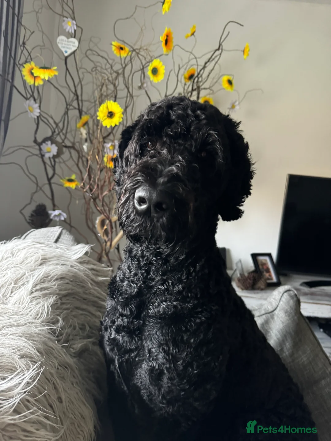 Labradoodle dogs for stud: Meet Leeroy, Our Handsome F3 Labradoodle! - Advert 16