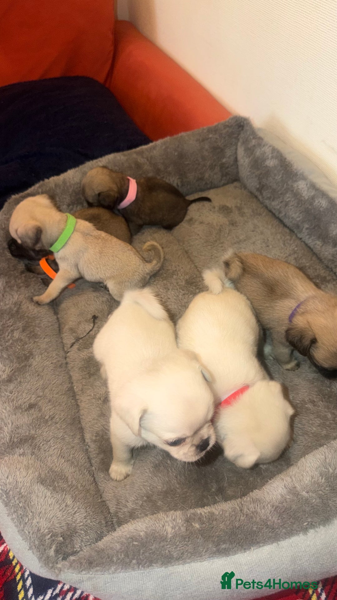 Pug dogs for sale: Beautiful Litter of 6 Pug Puppies, Rare Colours  - Advert 18