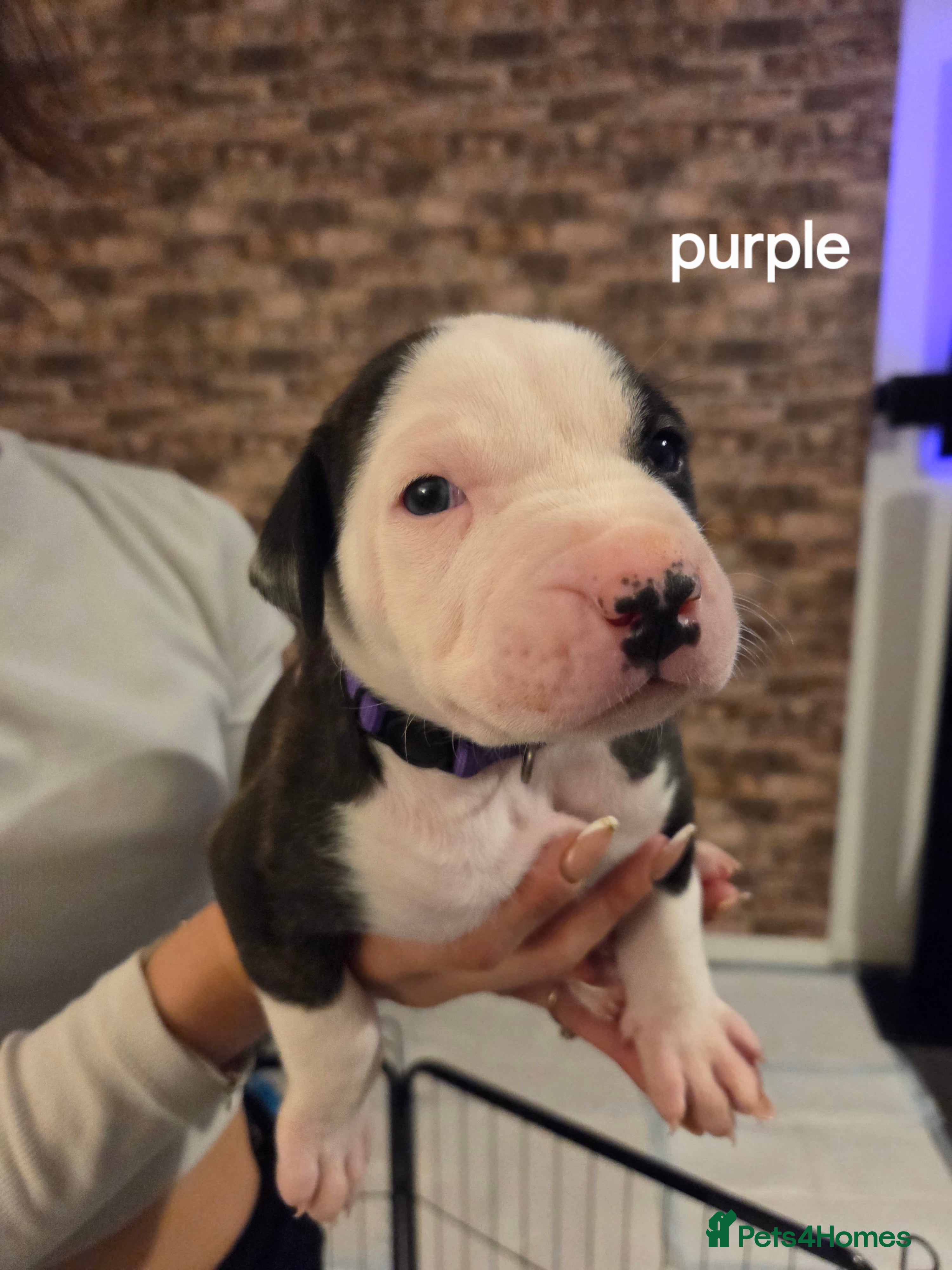American Bulldog dogs American bulldog puppy only 1 left now  - Advert 2