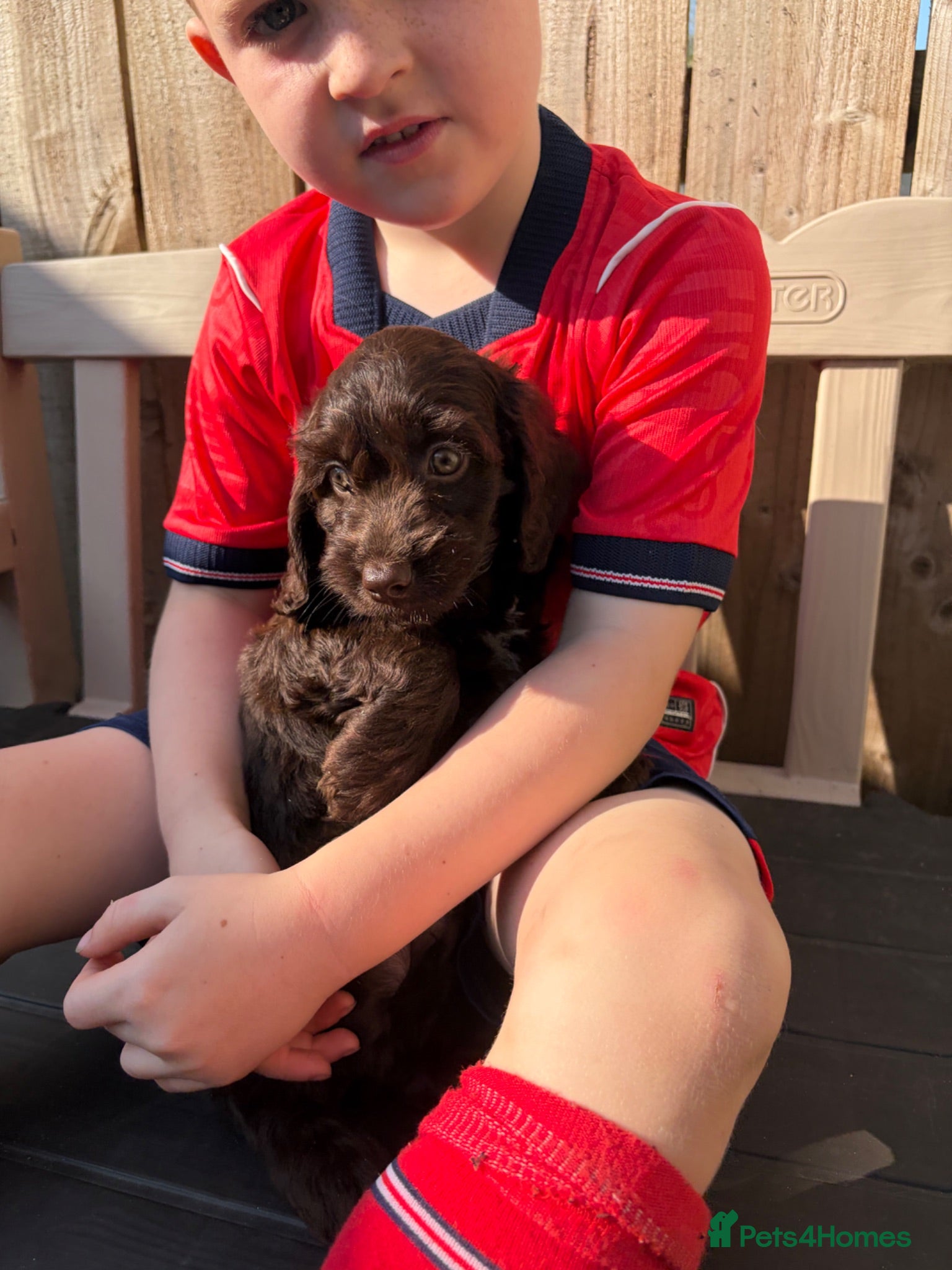 Sproodle dogs Beautiful Sproodles for sale F1 - READY NOW - Advert 6