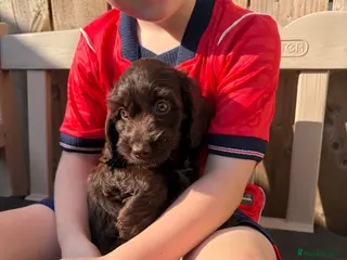 Sproodle dogs Beautiful Sproodles for sale F1 - READY NOW - Advert 6