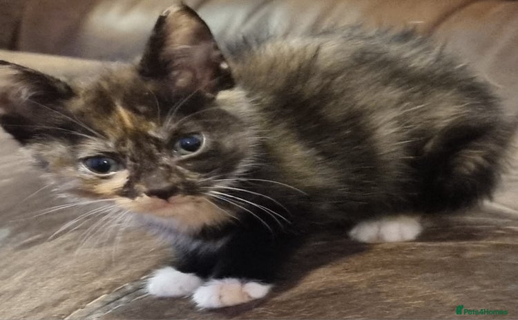 Mixed Breed cats - Advert 1