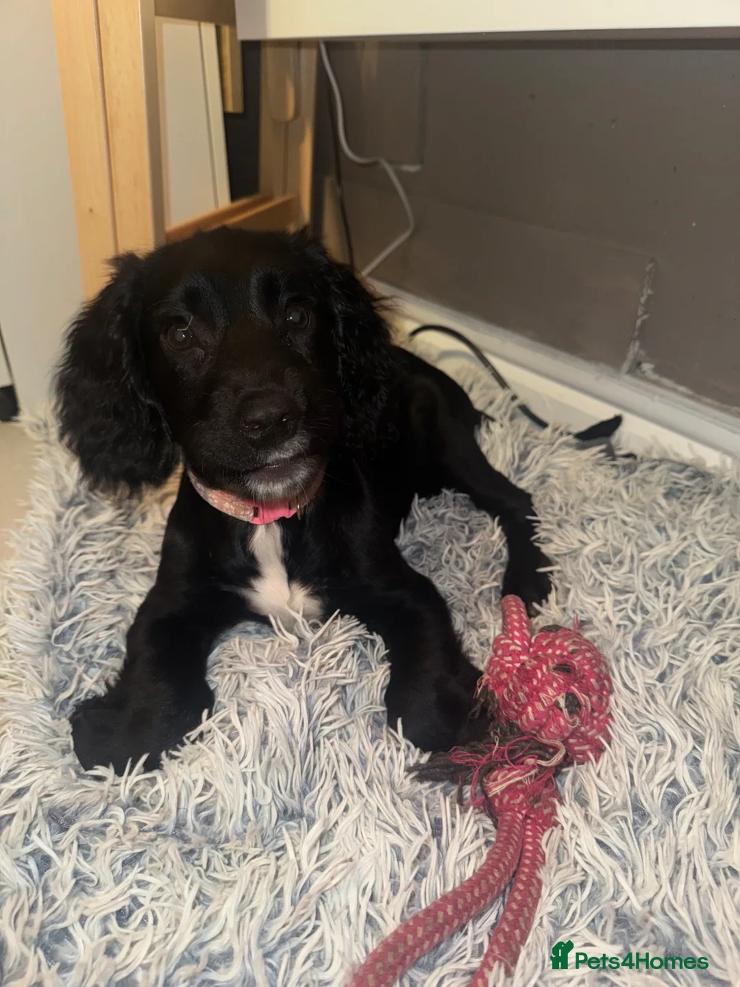 Cocker Spaniel dogs for sale: English cockerspaniel black and white  - Advert 1