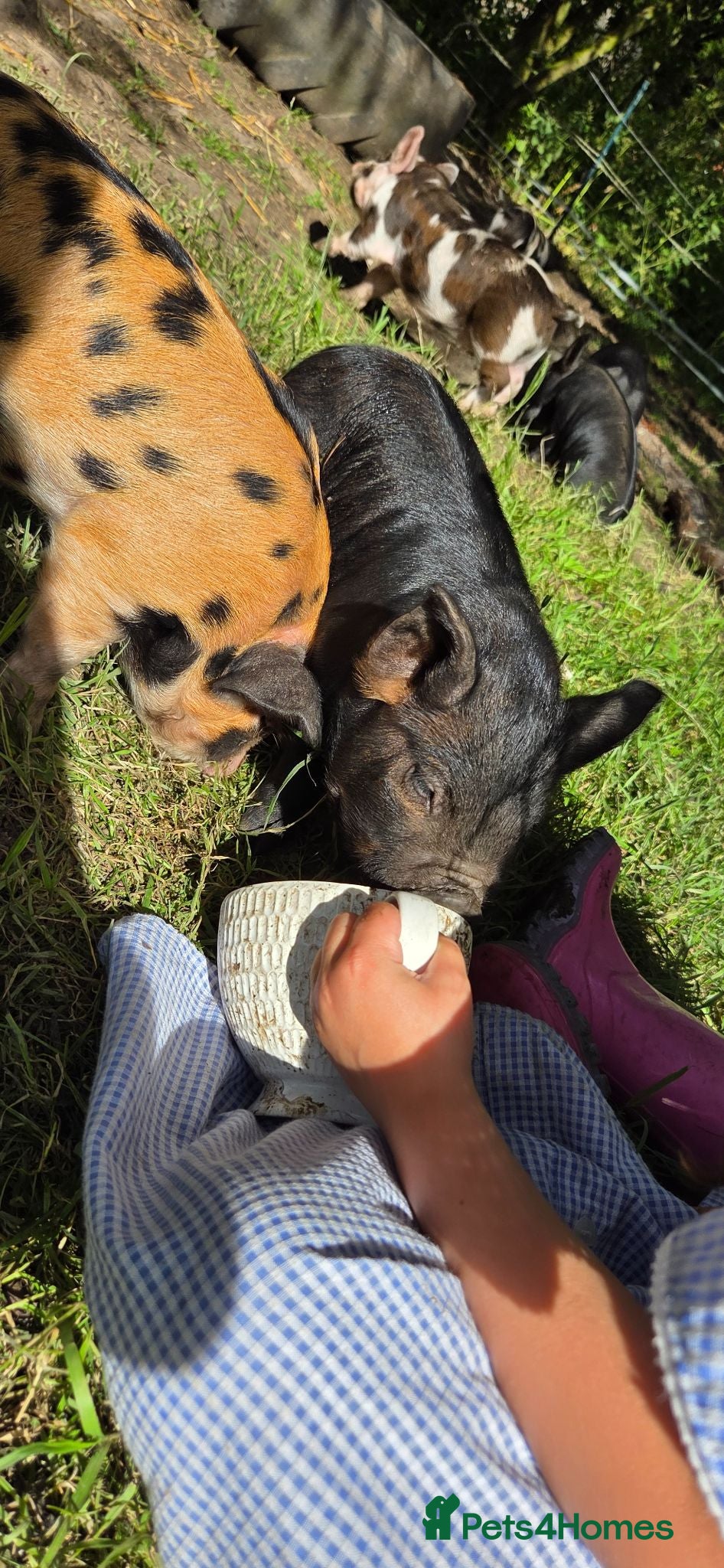 Pig livestock Stunning kune kune friendly little mixed piglets - Advert 2