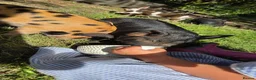Pig livestock for sale: Stunning kune kune friendly little mixed piglets - Advert 2