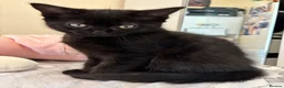 Mixed Breed cats for sale: 2 lovely female kittens  - Advert 5