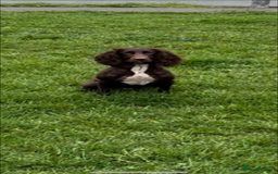 Cocker Spaniel dogs for sale: Cocker spaniel puppies  - Image 3