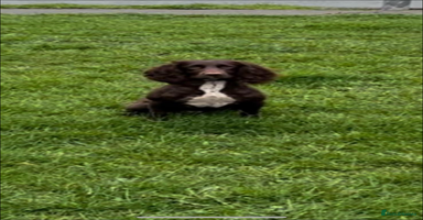 Cocker Spaniel dogs - Advert 6