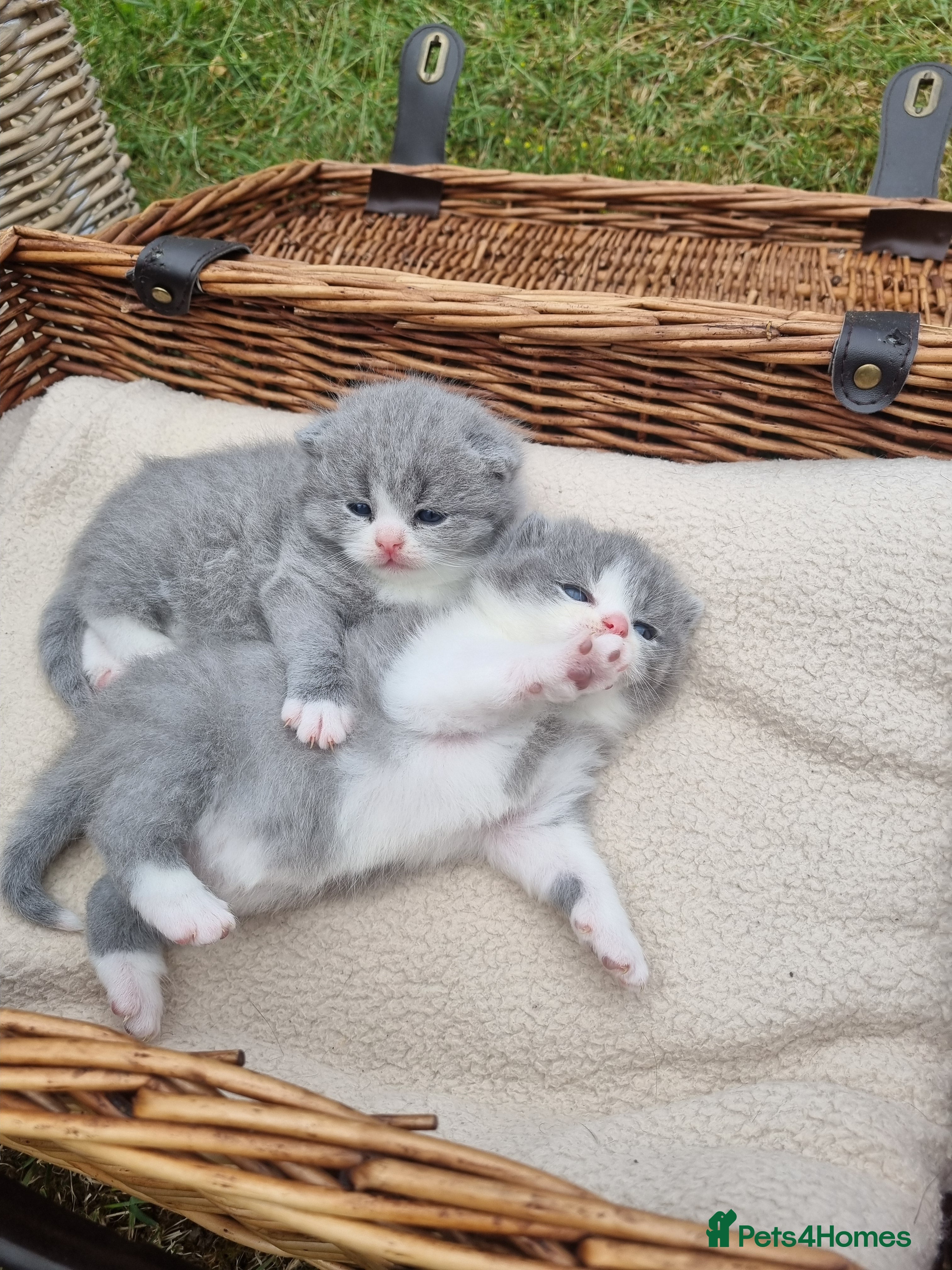 Scottish Fold cats for sale: 6 Scottish fold kittens  in Grays - Advert 7