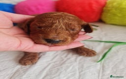 Mini Goldendoodle dogs for sale: 👑Superb Rare Toy/Mini Deepest Red Goldendoodles👑 - Image 25