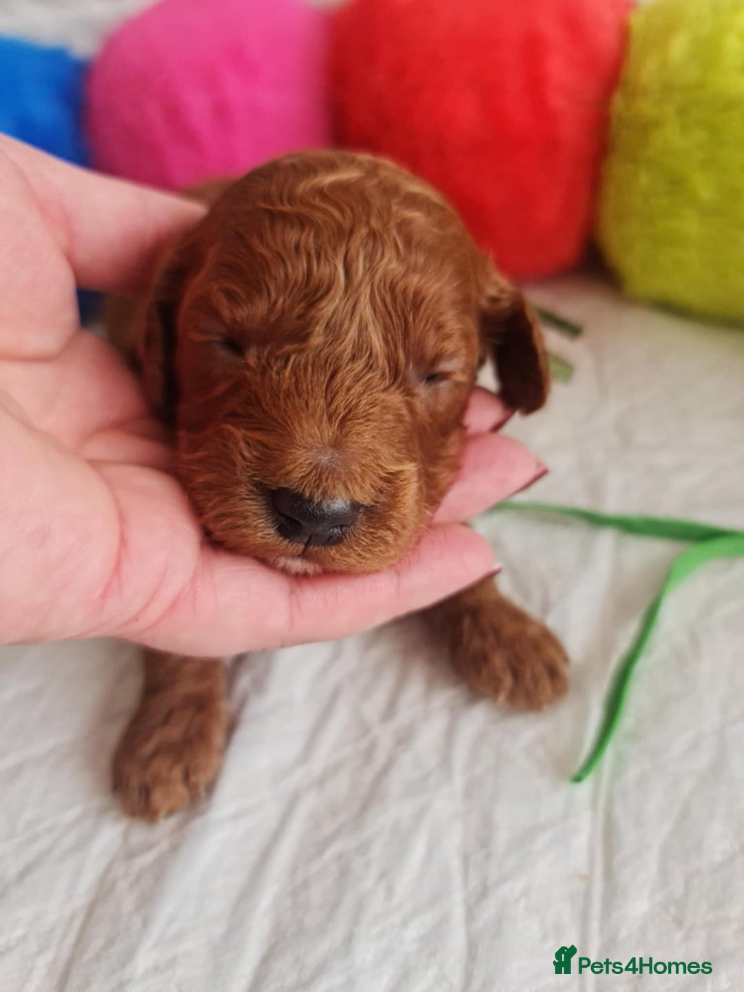Mini Goldendoodle dogs for sale: 👑Superb Rare Toy/Mini Deepest Red Goldendoodles👑 - Image 25