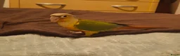 Conures birds for sale: Hand tame Green Cheek Conure in Kings Lynn - Advert 3