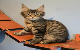 Maine Coon cats for sale: Ready to go!  Stunning Mainecoon Kittens  - Image 3