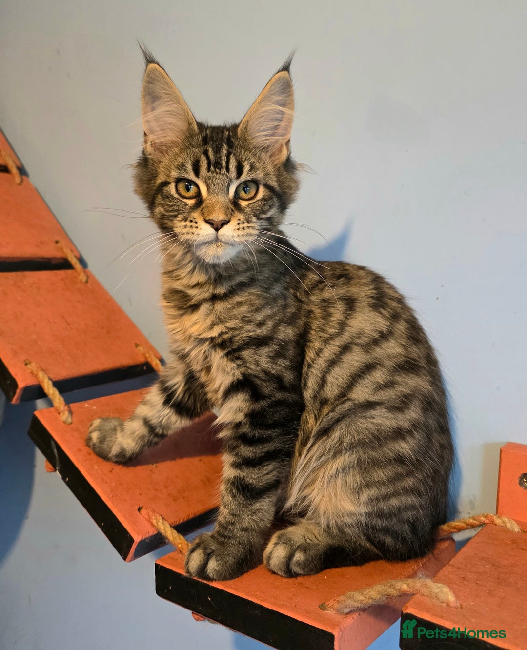 Maine Coon cats for sale: Ready to go!  Stunning Mainecoon Kittens  - Image 3