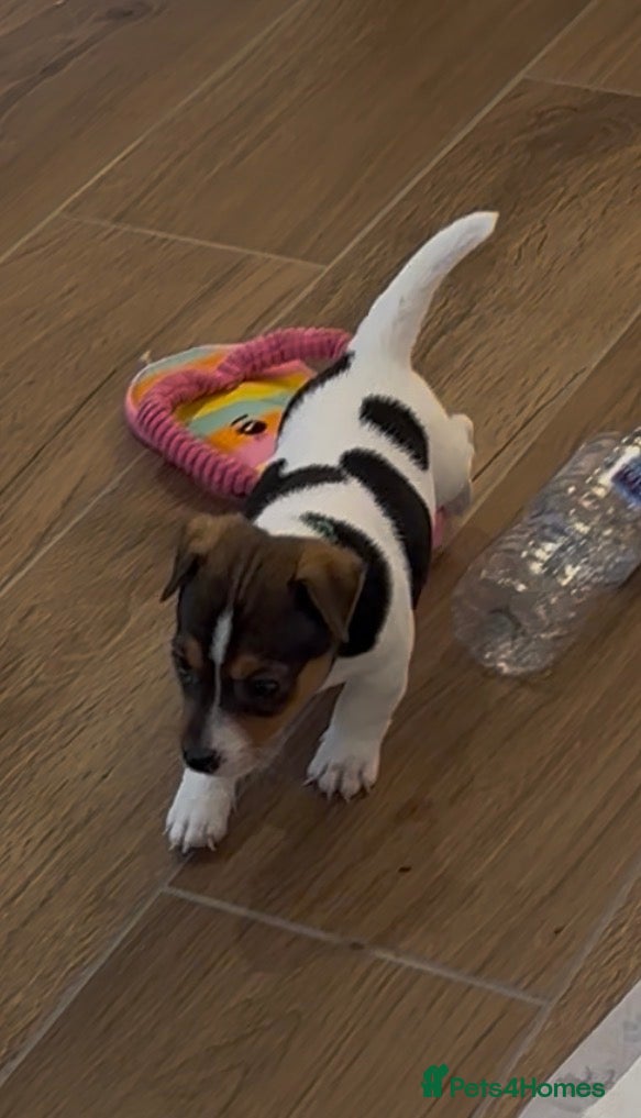 Jack Russell dogs Traditional Mini Jack Russells - Advert 1
