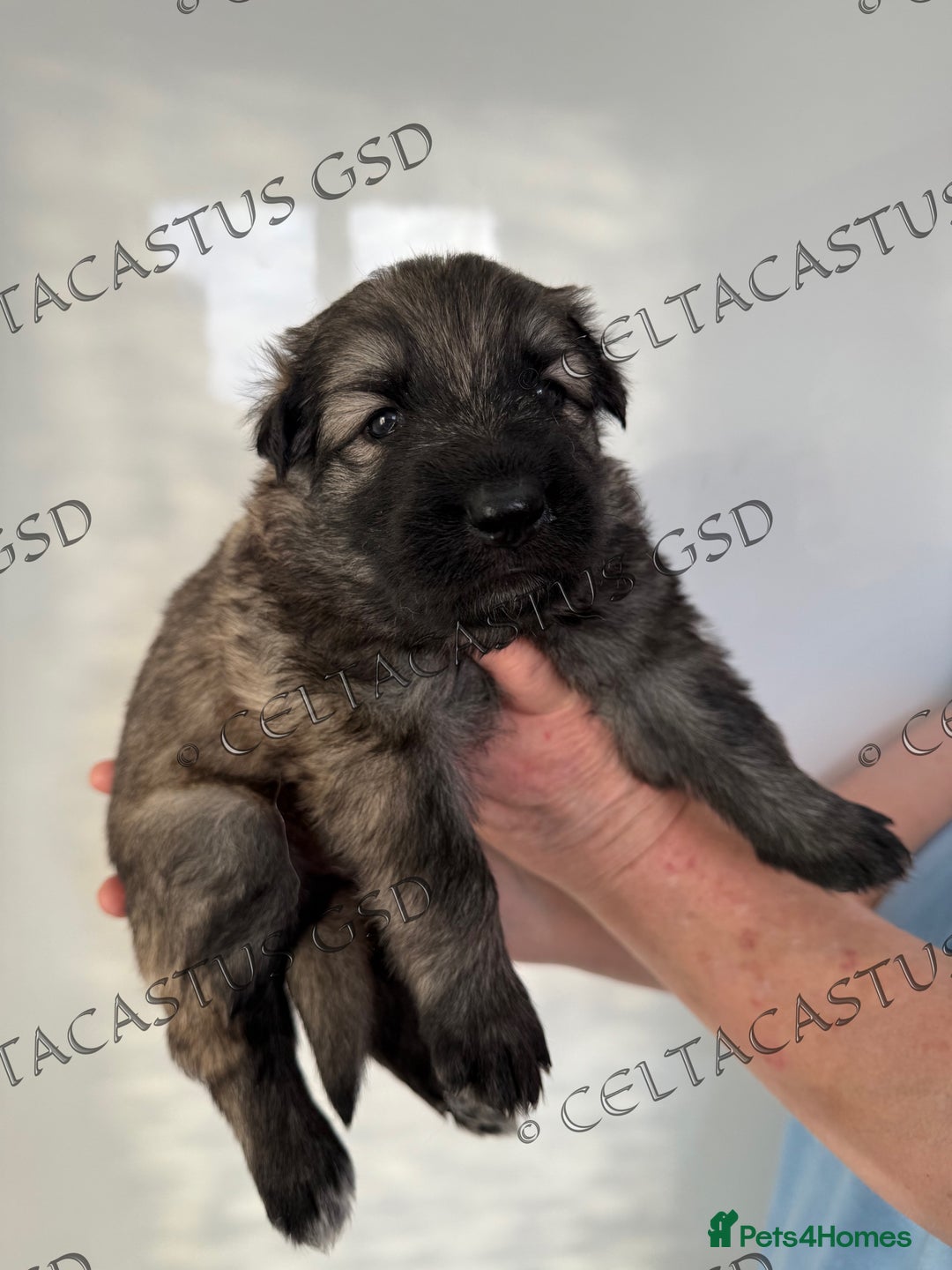 German Shepherd dogs for sale: Kcreg blue sable carrying Isabella GSD pups  - Image 12