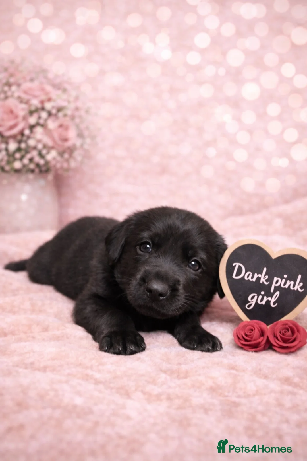 Labrador Retriever dogs for sale: KC Registered Labrador Puppies – Ready 14th March - Advert 8