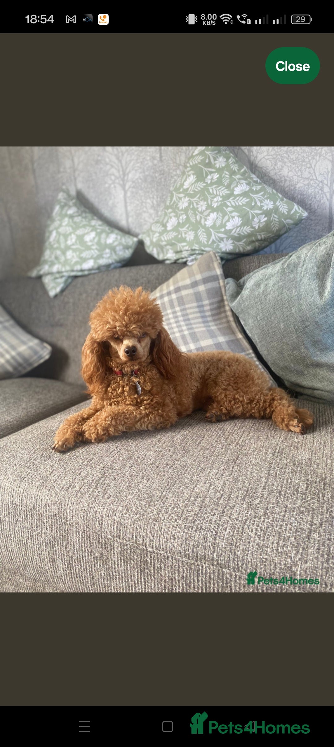 Cockapoo dogs for sale: F1b Cockapoo Puppies Ready Soon for Loving Homes - Image 32