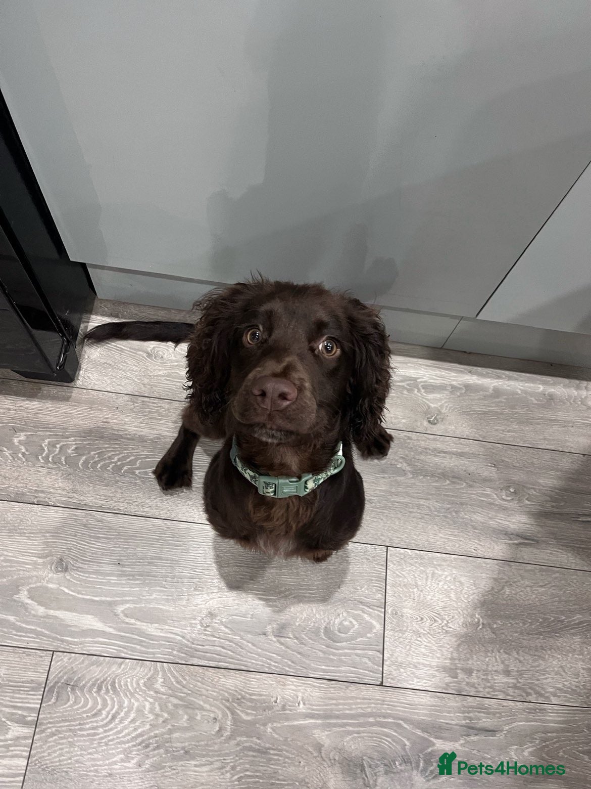 Cocker Spaniel dogs Freddie  - Advert 2