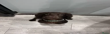 Cocker Spaniel 1