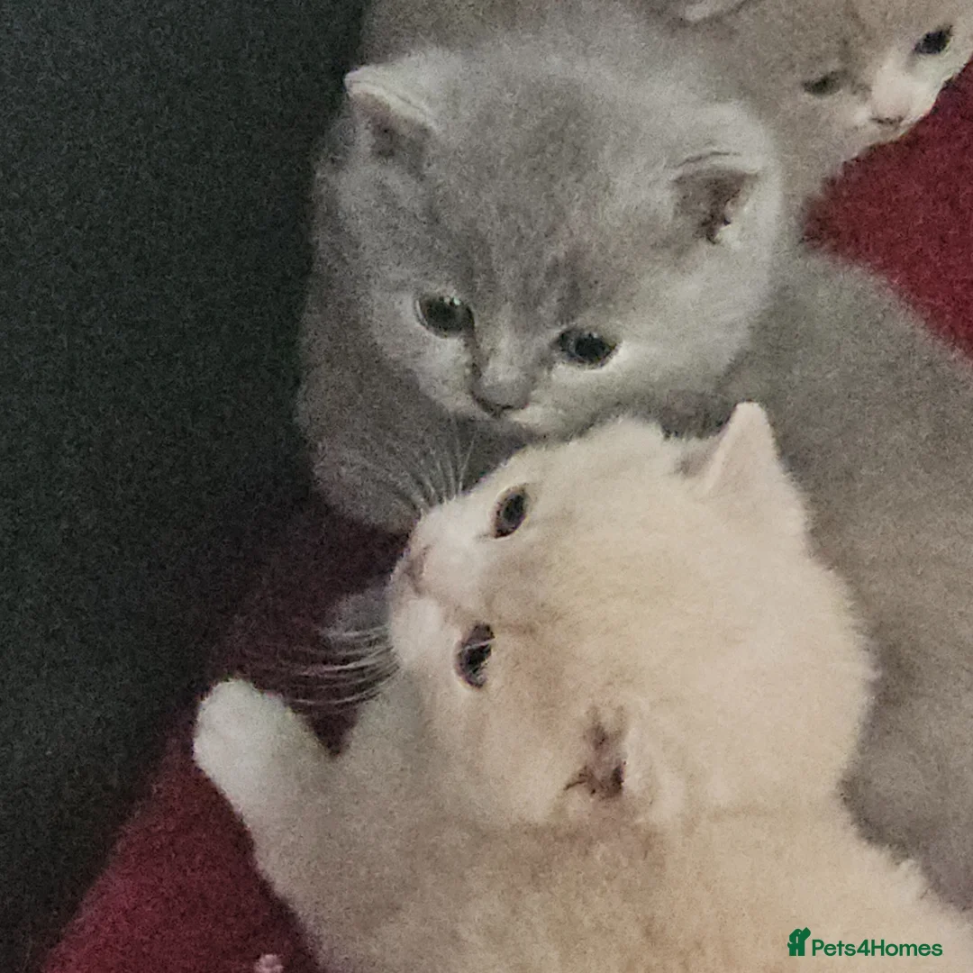 British Shorthair cats for sale: GCCF reg exceptional  - Advert 2