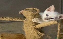 Siamese cats for sale:  Lilac point boy  - Image 14