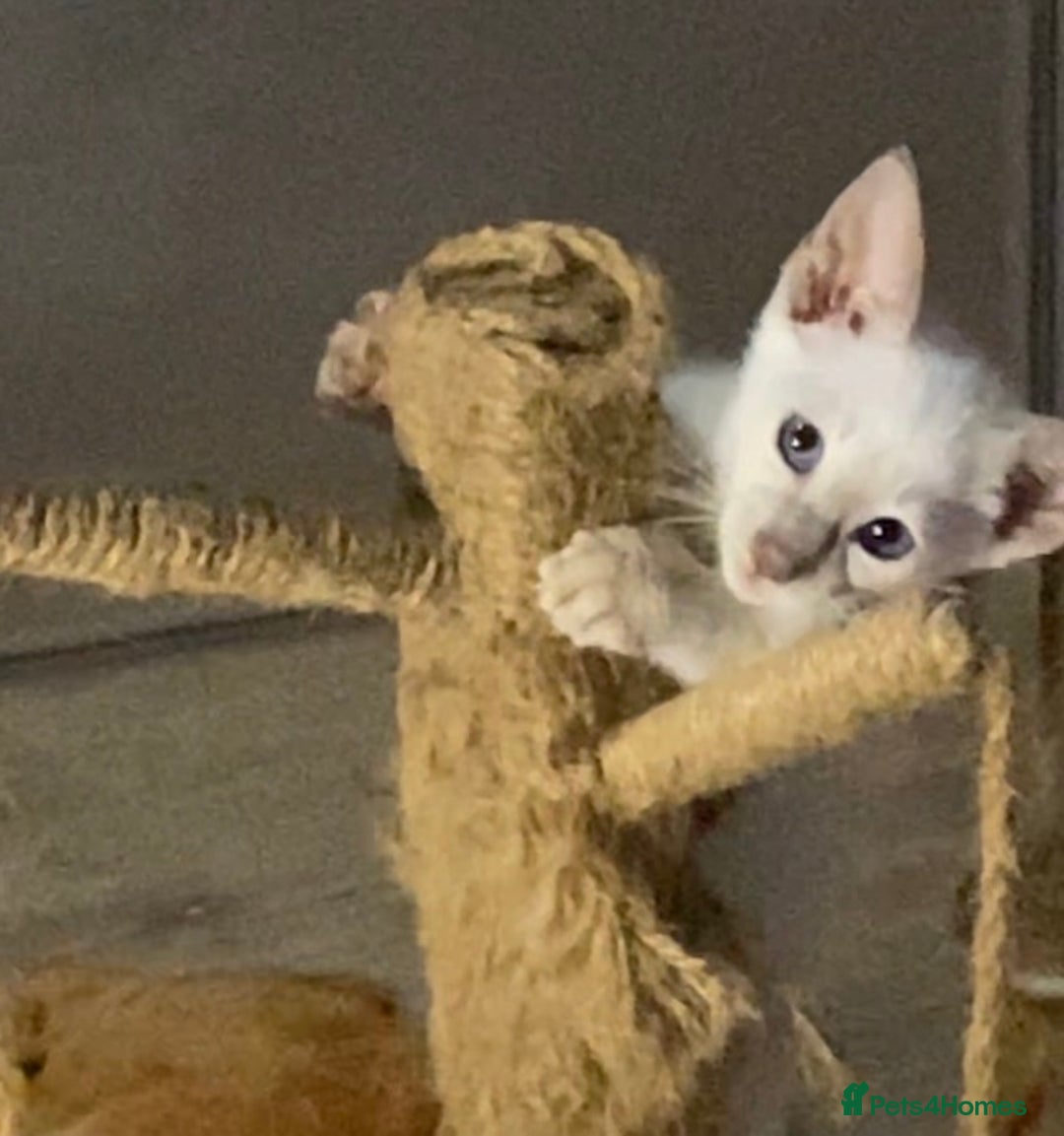 Siamese cats for sale:  Lilac point boy  - Image 14