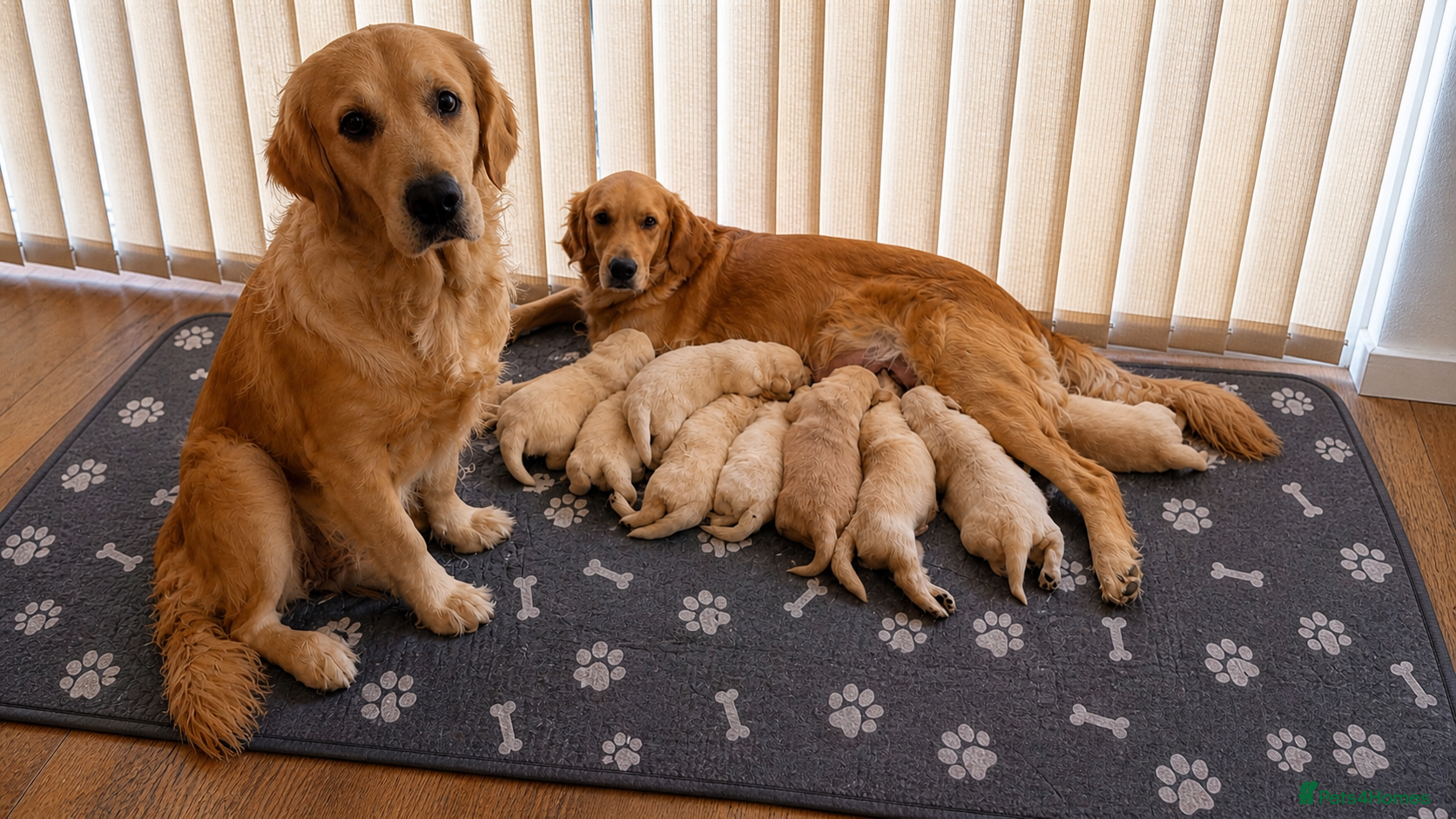 Golden Retriever dogs KC Registered Golden Retriever Boys ✨ - Advert 2