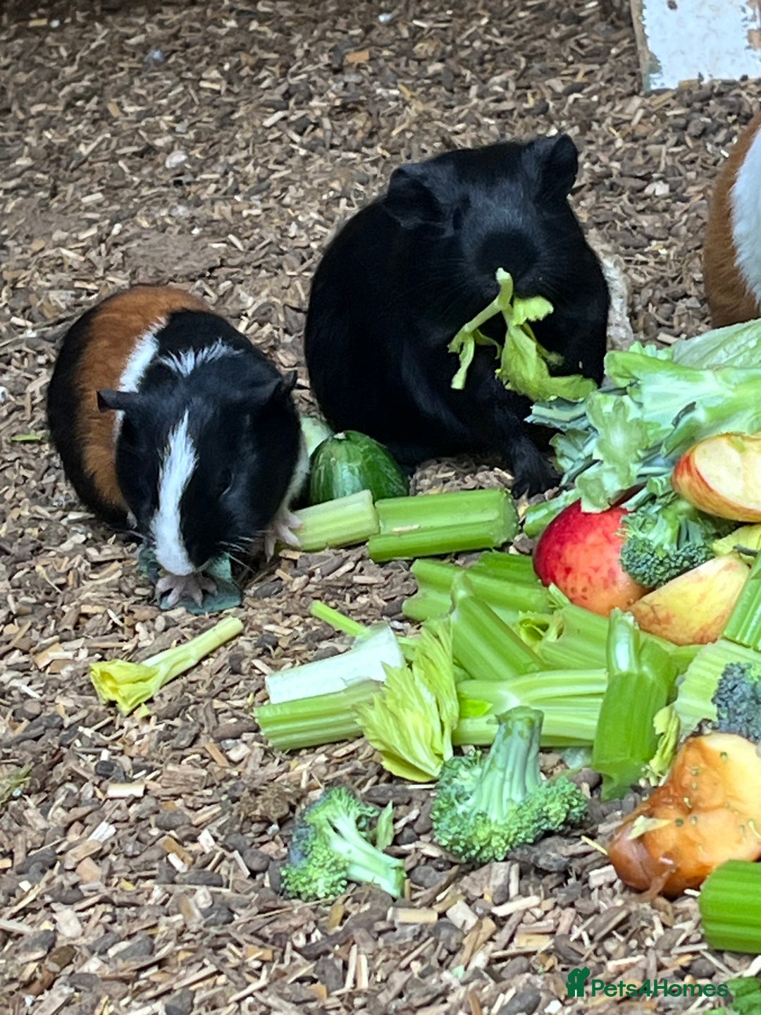 Guinea Pig rodents for sale: Beautiful Baby Guinea Pigs🐹 - Image 8