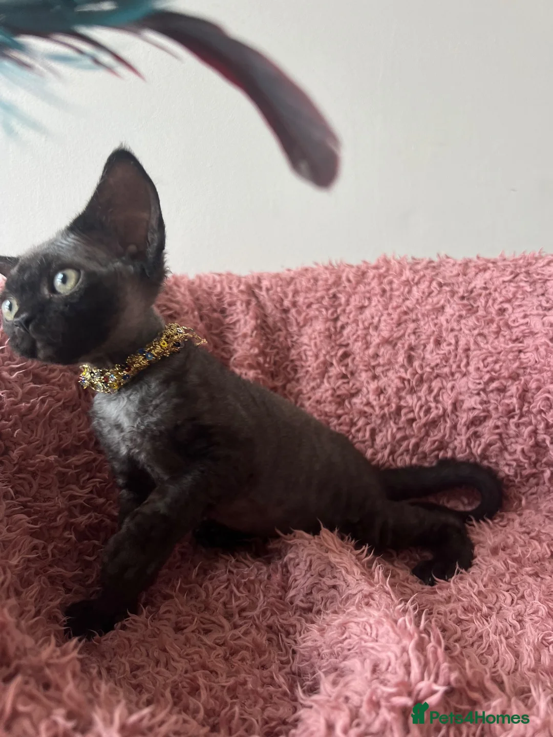 Devon Rex cats for sale:  Pedigree BEAUTIFUL DEVON REX kittens ✨ - Advert 2