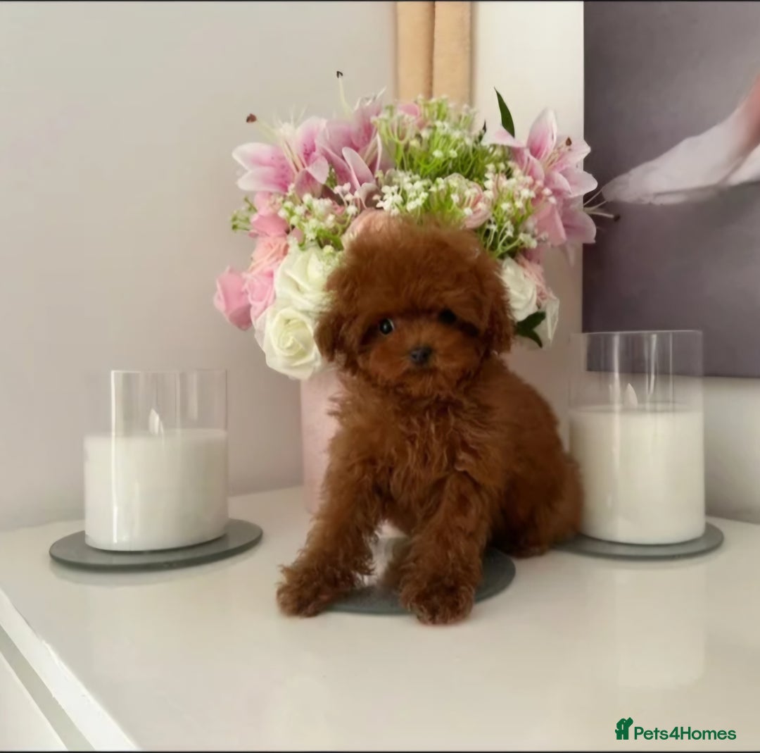 Toy Poodle dogs for stud: Red Asian poodle stud  - Advert 6