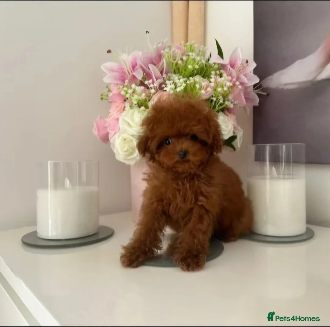 Toy Poodle dogs for stud: Red Asian poodle stud  - Advert 2