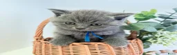 British Shorthair cats for sale: GCCF British short hair boy  - Advert 22