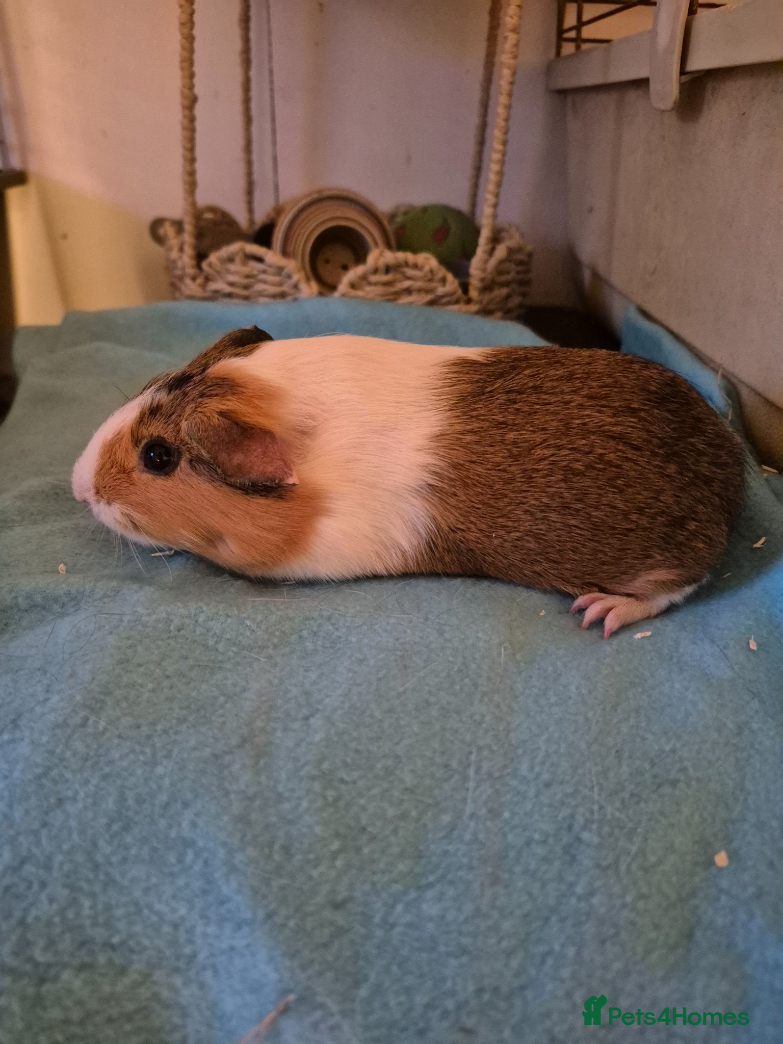 Guinea Pig rodents Smooth pigs for sale can deliver locally x - Advert 2